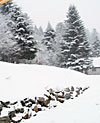 LE MOURTIS Info neige : Informations quotidiennes de l'enneigement et des chutes de neige avec photos